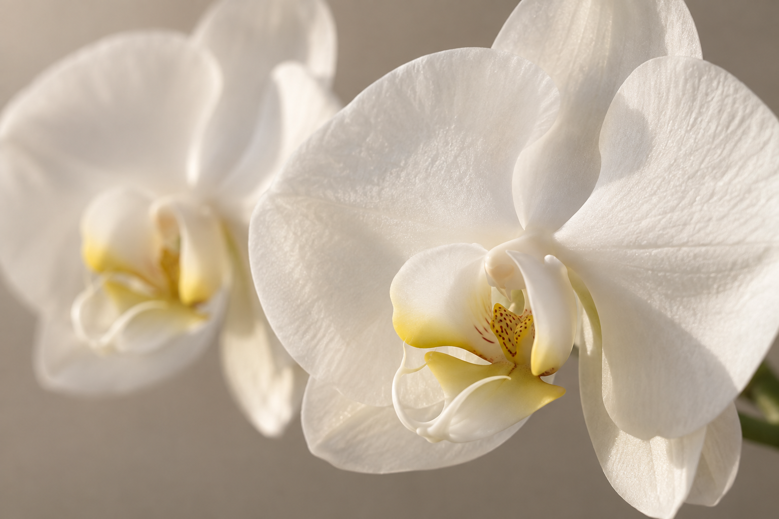 繊細な花びらと白い大輪胡蝶蘭のアップ